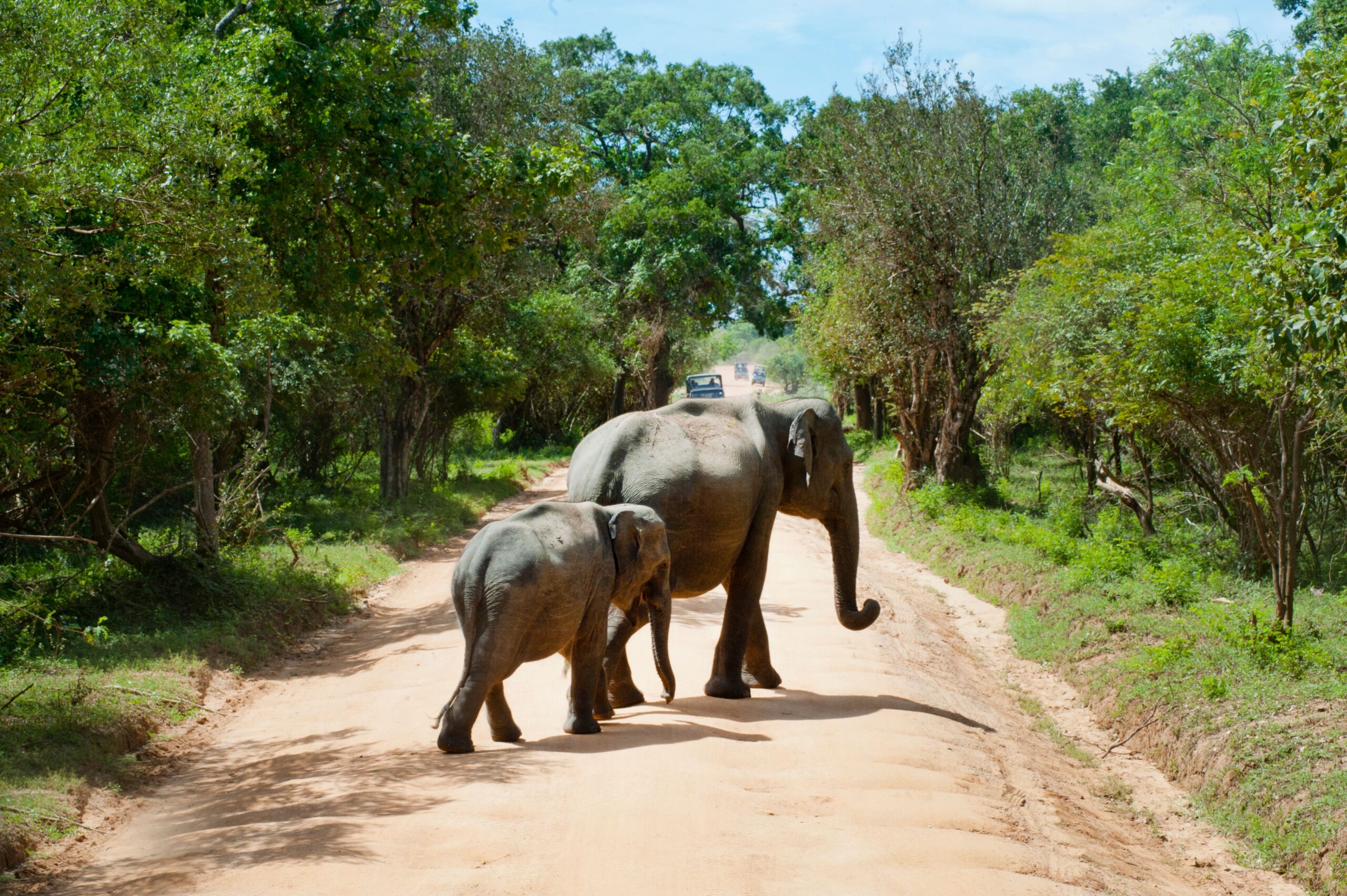 Wildlife safari in Sri Lanka