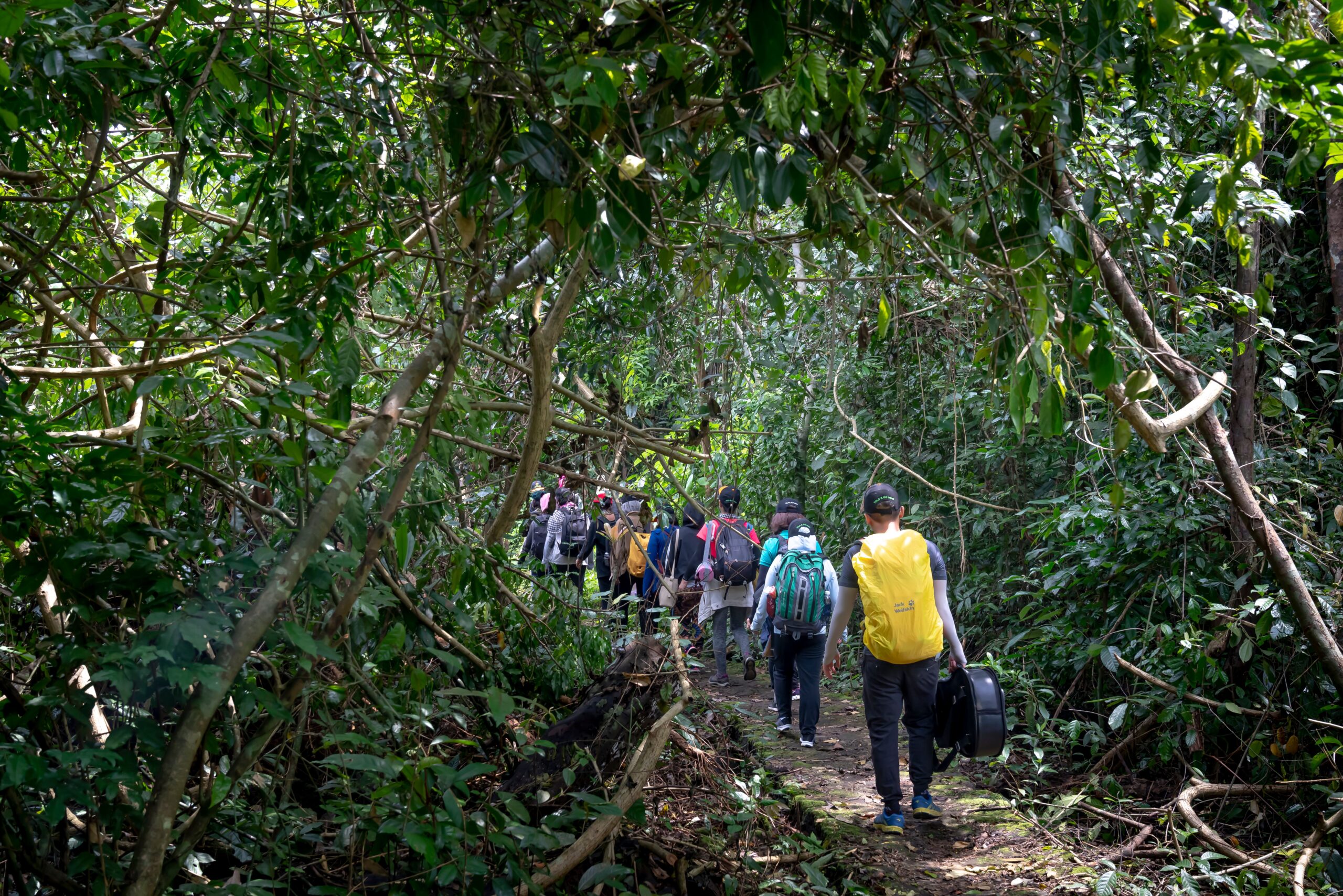 Green rainforest trekking trail