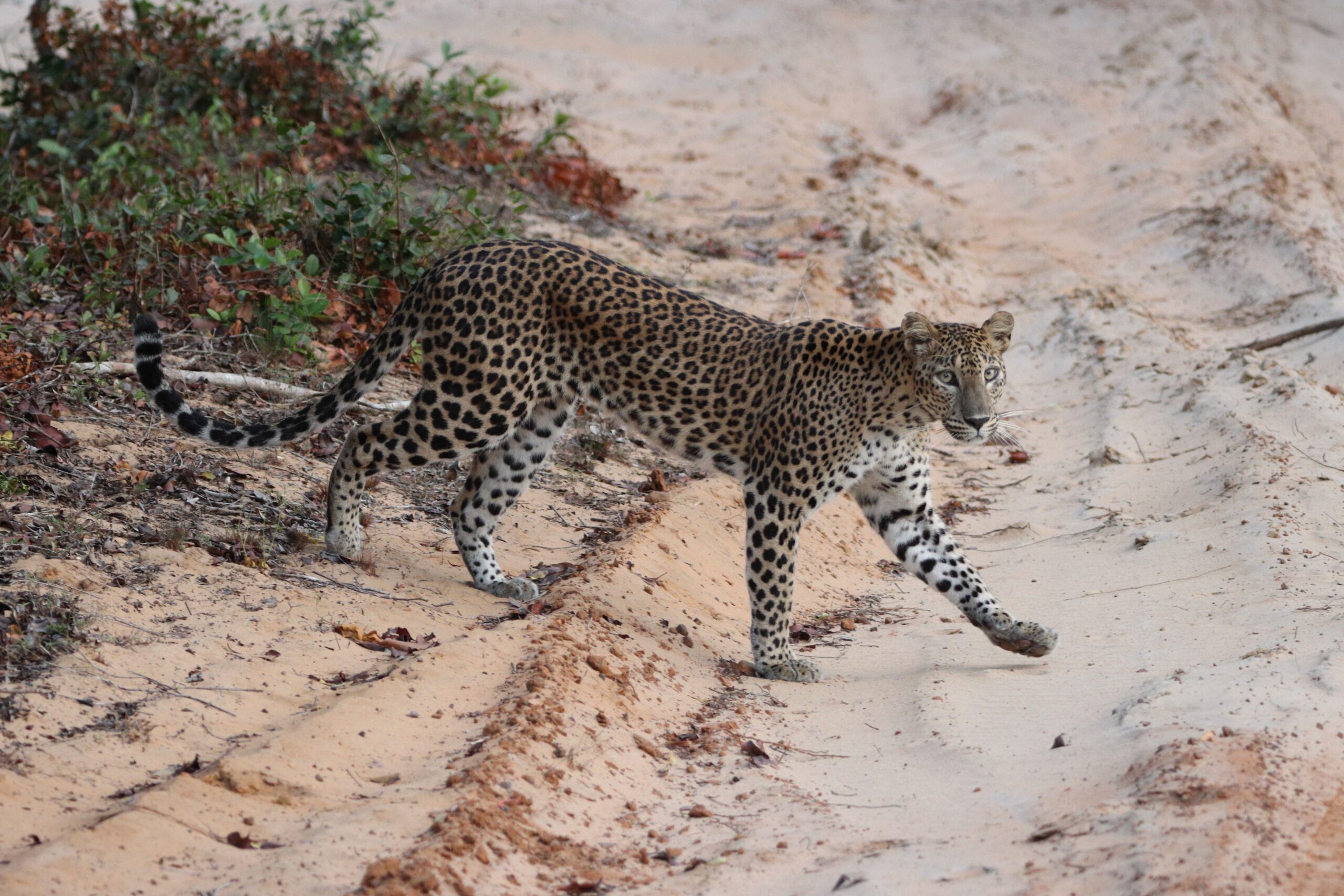 Wildlife safari adventure