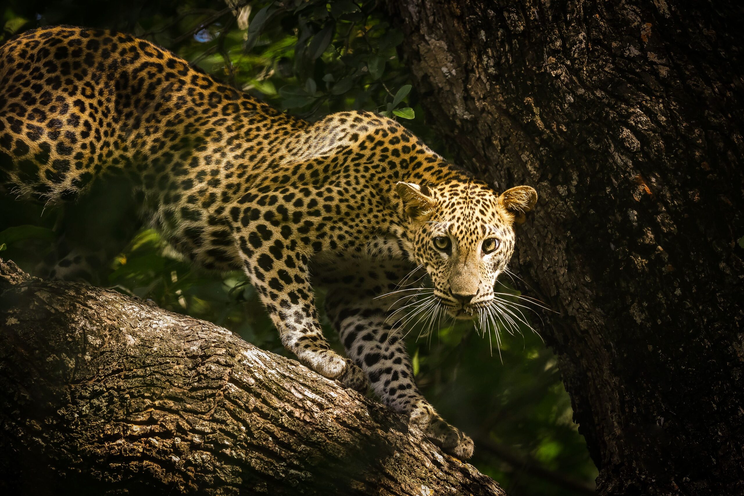 Wild natural landscape for Yala safari
